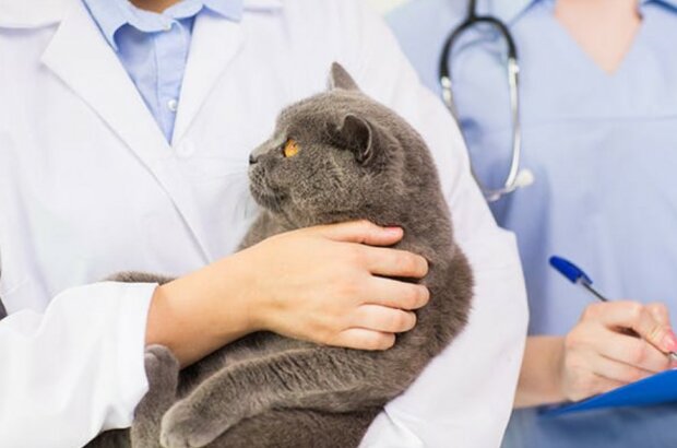 Fotografie: wagwalking.com