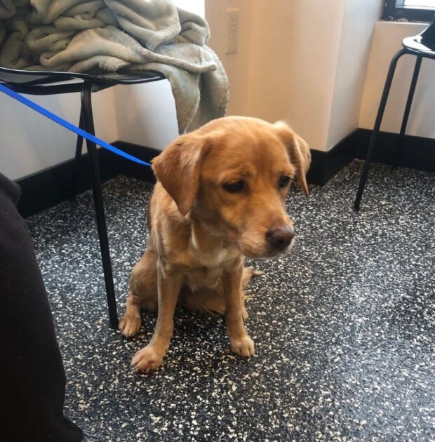 Pes. Foto: snímek obrazovky laykni.com