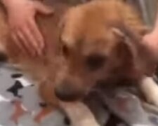 Pes začal bojovat o svůj život, když si uvědomil, že lidé na nim zlomili hůl