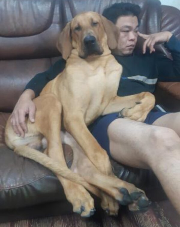 Muž a pes. Foto: snímek obrazovky laykni.com