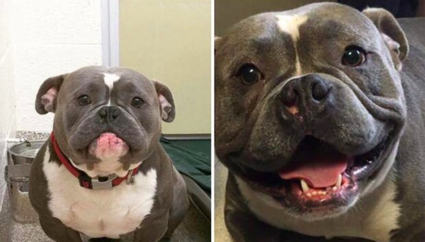 Štěstí psa, který byl převzat z útulku, dojalo uživatelů webu