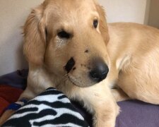 Hrdina dne: štěně zachránilo paničku před chřestýšem, zakrylo sebou před smrtelným kousnutím