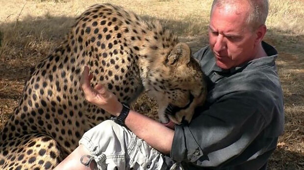 Dolph se poprvé setkal s gepardem, když mu bylo 8 měsíců: Jak se člověk spřátelil s gepardem