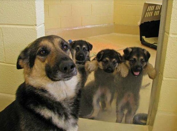 Fotografie: duck.show