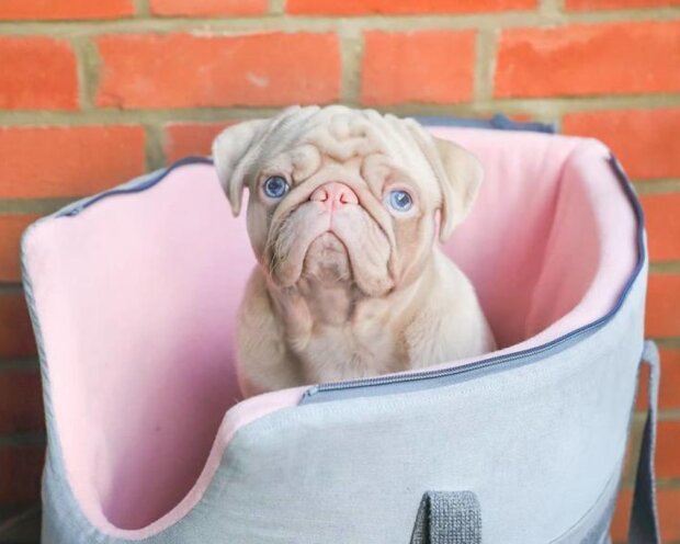 Mops. Foto: snímek obrazovky laykni.com