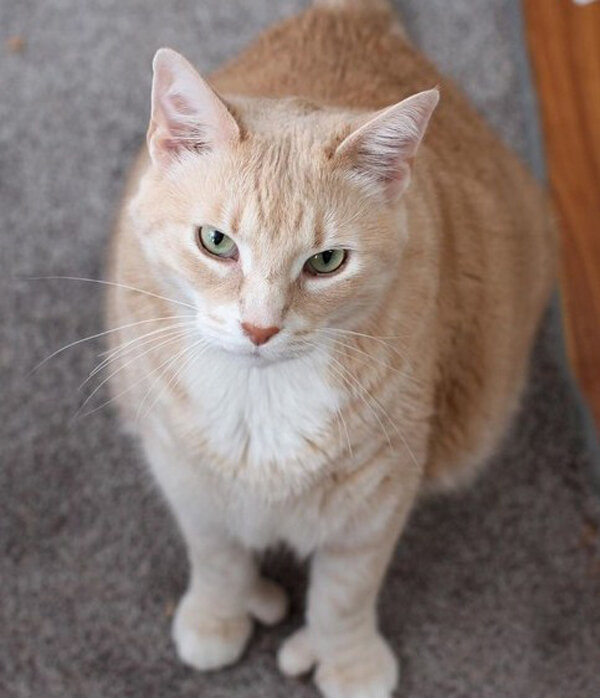 Fotografie:@iambronsoncat
