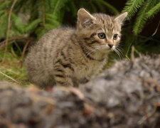 „Vzácné a krásné“: Dobrovolník náhodou potkal v lese neobvyklá koťata