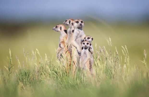 Surikaty. Foto: snímek obrazovky udivitelno.com