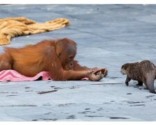 Orangutaní rodina, která žije v zoologické zahradě, se spřátelila s vydří rodinou: rády spolu komunikují a společně se rozvíjí