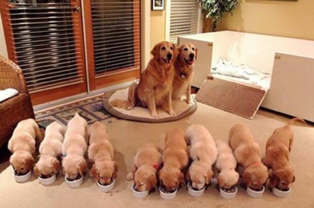 Fotografie: duck.show