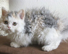 Historie původu kudrnatého kocourka se stala vhodnou příležitosti způsobit hádku na internetu