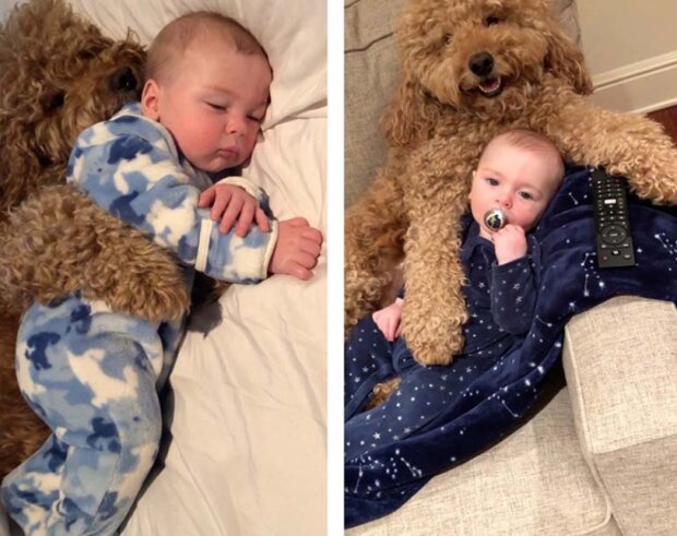 Pes a ditě. Foto: snímek obrazovky storyfox.ru