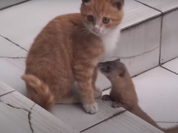 Zdroj fotografie: Storyfox