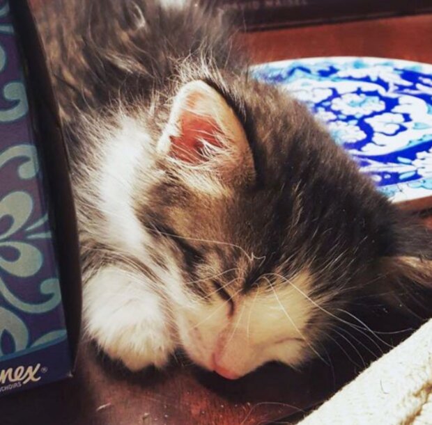 Kotě. Foto: snímek obrazovky laykni.com