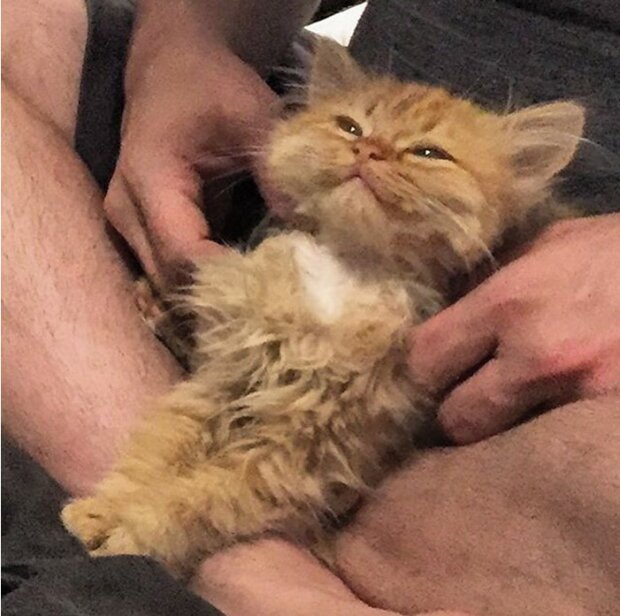 Malé kotě, které bylo odvezeno z útulku, se nyní neustále usmívá