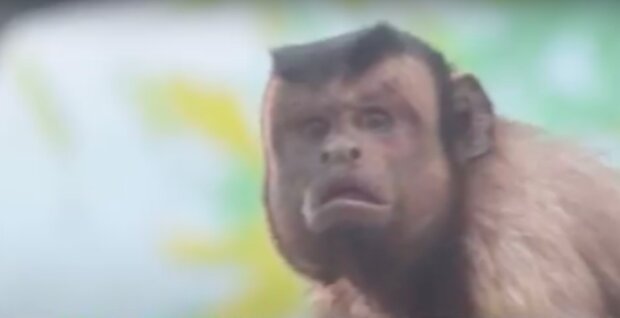 Hledá se manželka pro primáta s „tváří zmateného muže“ ze zoologické zahrady