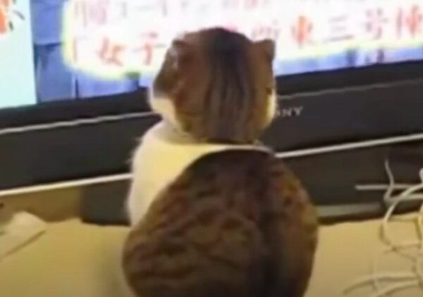 Kočka. Foto: snímek obrazovky YouTube