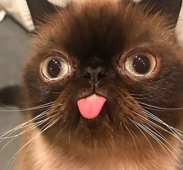 Fotografie: instagram.com/neko.ikiru.san