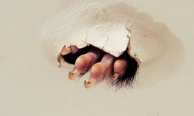 "Když jsem vešla do koupelny, všimla jsem si na stropě podivné chloupky": Žena našla ve svém domě nezvaného hosta