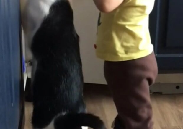 Dítě a kočka. Foto: snímek obrazovky TikTok