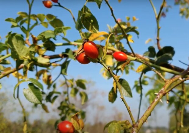 Meteorologové řekli, kdy se průměrné teploty vrátí k dlouhodobému normálu: "Noční teploty budou chladnější a příjemnější"