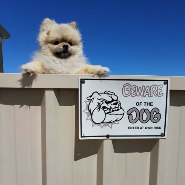 Fotografie:duck.show