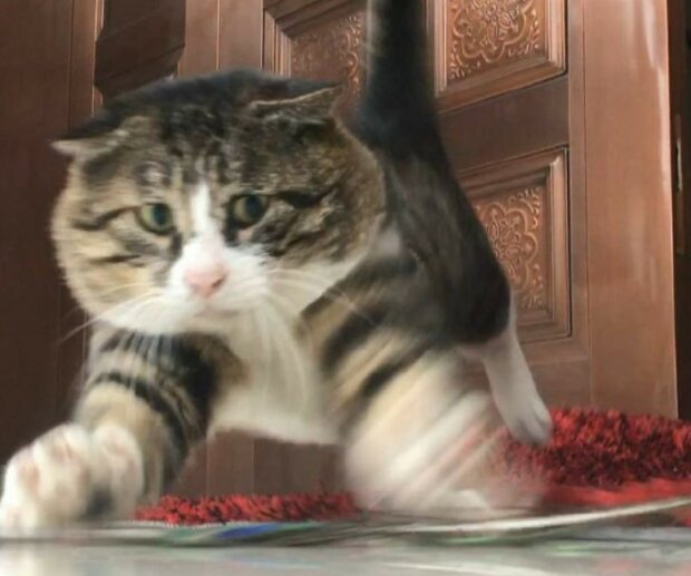 Fotografie: duck.show