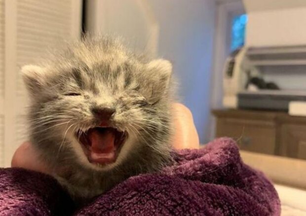 Kočka. Foto: snímek obrazovky YouTube