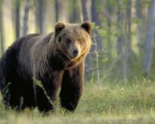Chytrý manévr: medvěd Motýlek znovu utekl ze zoo v Itálii