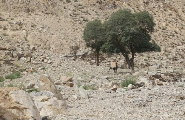 Oddaný velbloud prošel více než 100 km přes poušť, aby se vrátil ke svým bývalým majitelům