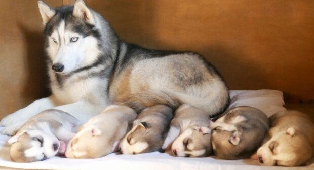 Pes. Foto: snímek obrazovky radikal.ru