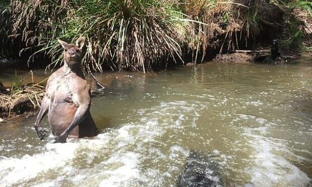 „Obří klokan“: během procházky se psem, muž potkal klokana o hmotnosti 100 kg