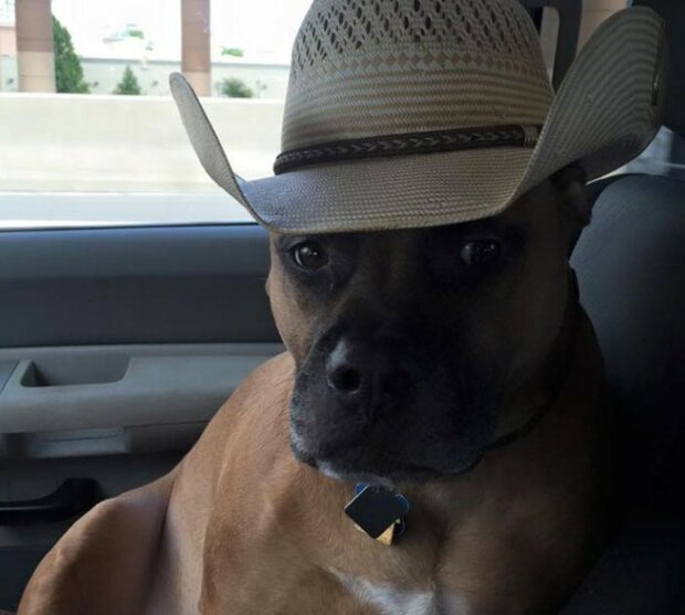 Fotografie: 4tololo.ru