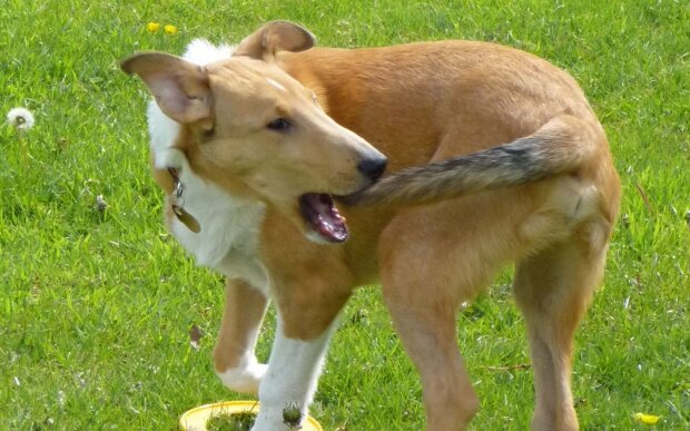 Pes okusuje ocas: hra nebo příznak nemoci. Odborníci řekli, kdy může být nutná konzultace s veterinářem
