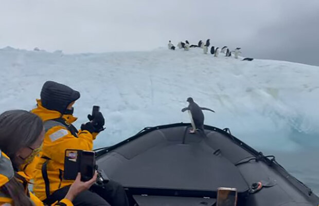 "Stihli jsme to včas": turisté zachránili tučňáka před mořským leopardem a on jim poděkoval
