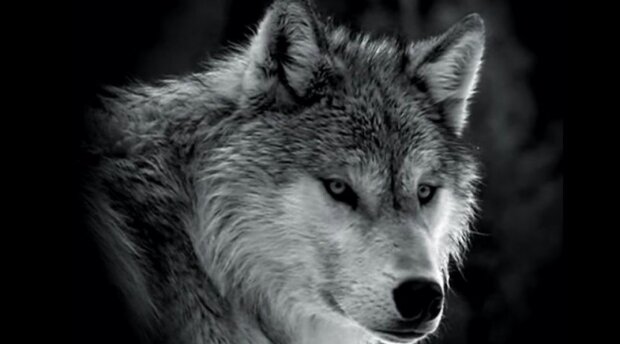Brečeli celou vesnici: z posledních sil vlk vytáhl dítě z lesa, aby ho zachránil