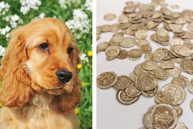 V Polsku pes omylem vykopal hliněný hrnec se středověkými mincemi: Odborníci oznámili, že plánují udělat s tímto pokladem