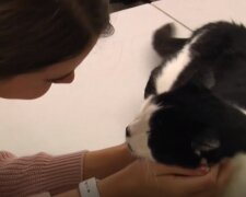 Dívka si myslela, že její kocour se ztratil, dokud o tři roky později nedostala práci v útulku a viděla tam známý čumáček