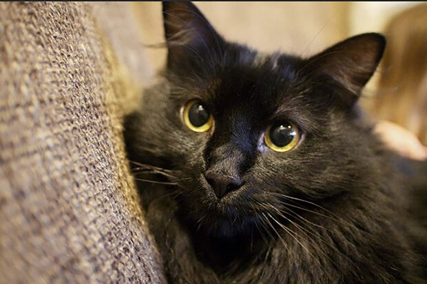 "Podívejte se, koho jsem našla": Jak majitelka poznala mňoukání své pohřešované kočky  po telefonu