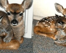 Úžasné spasení: příběh o tom, jak zachránce dal po požáru druhý život jelenům a klusu