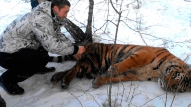 Tygr přišel k lidem pro pomoc. Nemohl se zbavit smyčky kolem krku