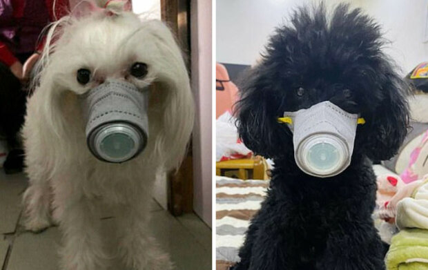 Ve světě se objevila poptávka po lékařských maskách pro psy