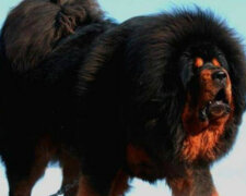 Nejlepší psi pro domácí bezpečnost podle psovodů