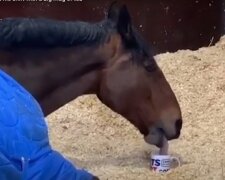 Policejní kůň se odmítá probudit bez šálku čaje s cukrem: videokamera zachytila lstivé zvíře