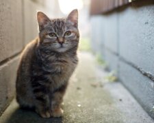 Kočka se obětovala, aby zachránila opuštěné dítě: příběh o tom, že někdy zvířata jsou lidštější než lidé