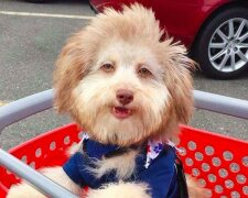 Příroda dělá divy: pudl Nori se díky svému lidskému čumáčku stal senzací