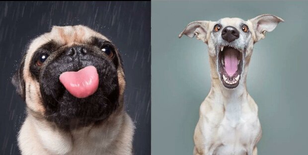 Úsměv, překvapení a dokonce ironie: fotograf zachycuje okamžiky, kdy psi napodobují lidi