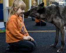 S vlkem v jednom domě: rodina zkrotila divokou šelmu a teď je opravdovým členem rodiny