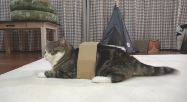 Na světě není žádná krabice, do které by kočka nevlezla