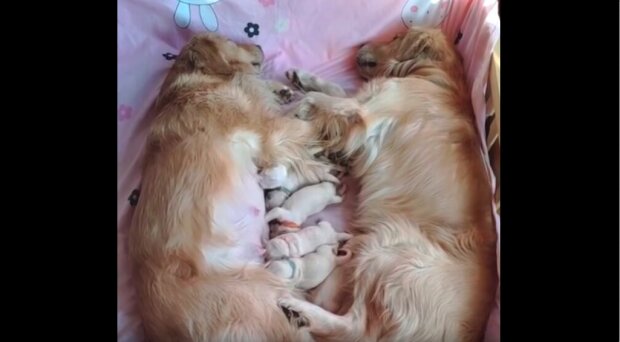„Vzor péče, harmonie a duševního klidu“: na internetu se objevily dojemné fotografie rodiny psů s novorozenými štěňaty